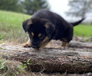 German Shepherd puppy climbing over a fallen log in the yard