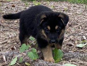 German Shepherd puppy standing on a mulch path with leafy plants nearby