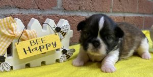 Two Shih-Tzu puppies peeking over a small white crate with a Bee Happy sign
