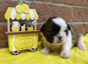 Two Shih-Tzu puppies snuggled together on a yellow blanket by a toy lemonade stand