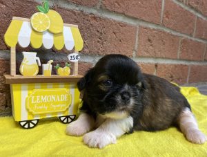 Dark brown Shih-Tzu puppy stretching out on a yellow blanket next to a toy lemonade stand