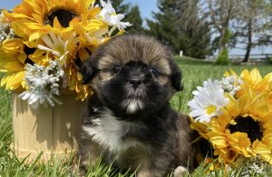 Lhasa Apso puppy sitting in the grass in front of a basket of sunflowers and daisies