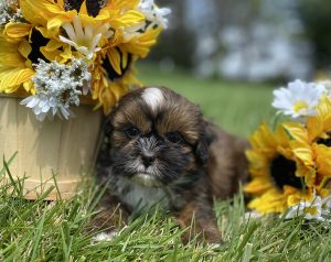 Lhasa Apso puppy lying in the grass next to a basket of sunflowers and white daisies