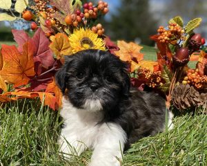 Shih-Tzu Puppies for Sale