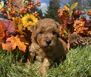 Miniature Poodle Puppies for Sale