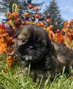 Lhasa-Tzu Puppies for Sale