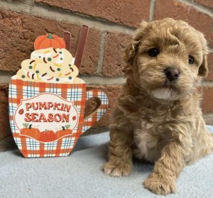 Miniature Poodle Puppies for Sale