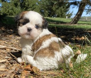 Lhasa-Tzu Puppies for Sale