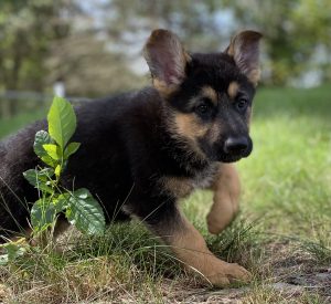 German Shepherd Dogs for Sale
