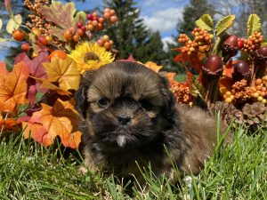Lhasa Apso Puppies for Sale