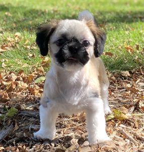 Shih-Tzu Puppies for Sale