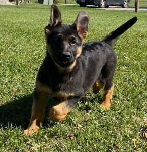 German Shepherd Dogs for Sale