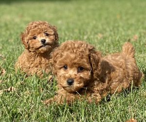 Miniature Poodle Puppies for Sale