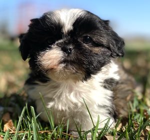 Shih-Tzu Puppies for Sale