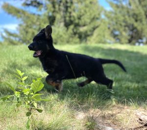 German Shepherd Dogs for Sale